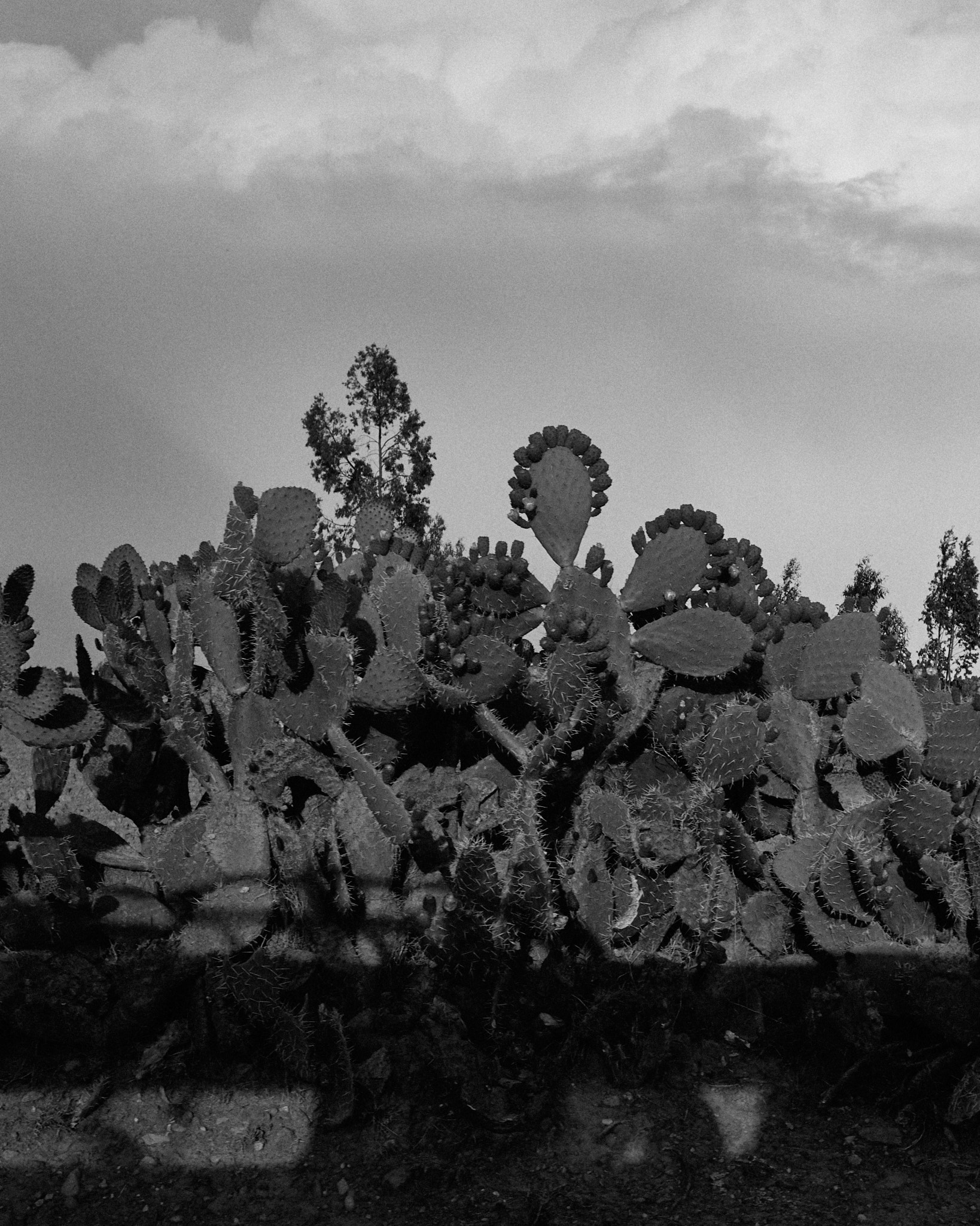 cacti in Ethiopia by Jamie Williams