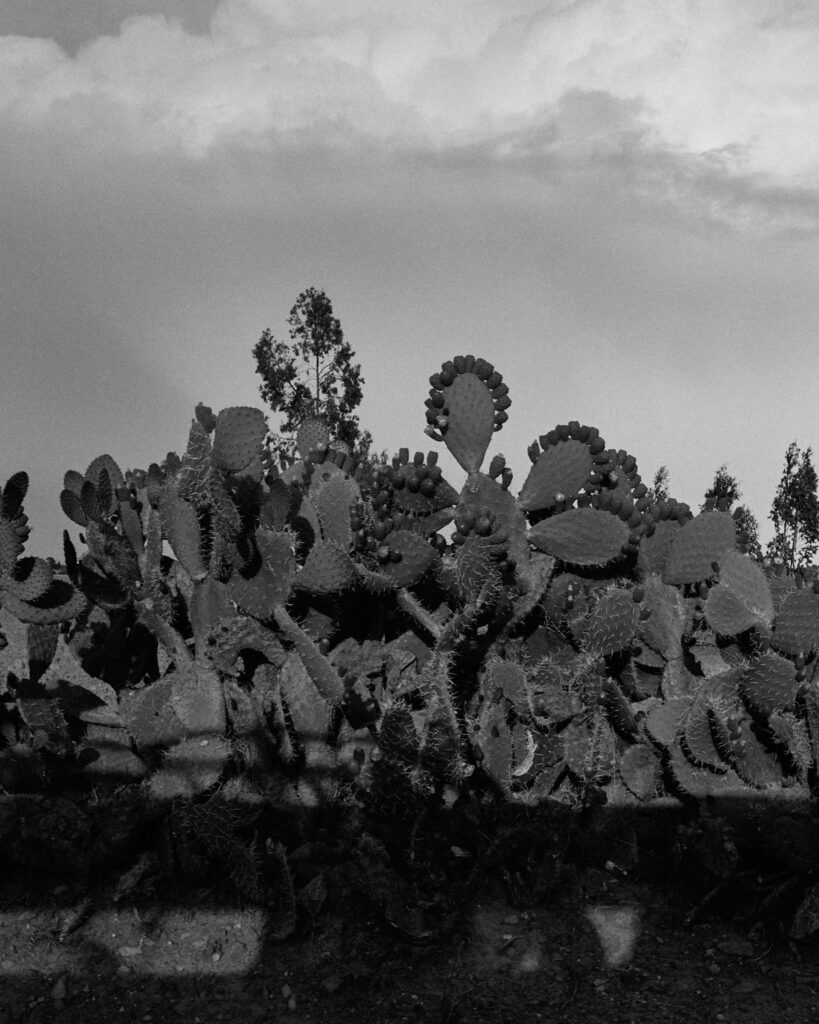 cacti in Ethiopia by Jamie Williams