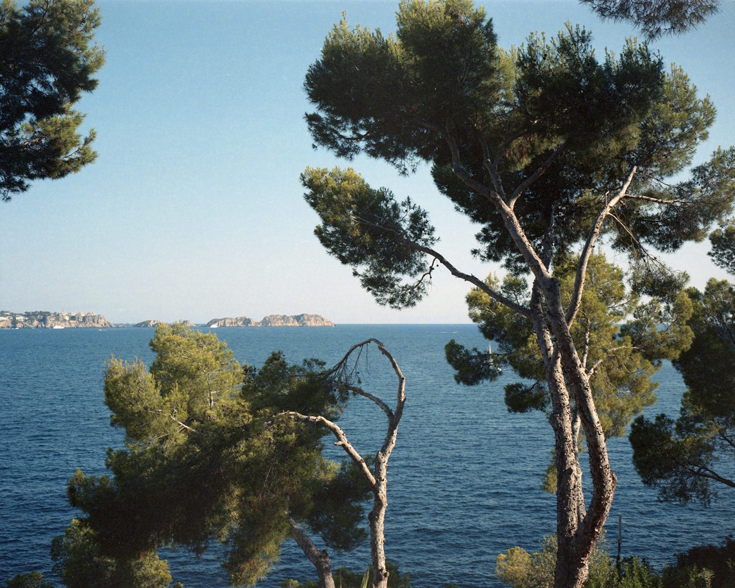 Umbrella pines on a rocky Mediterranean shoreline, a headland across calm blue water