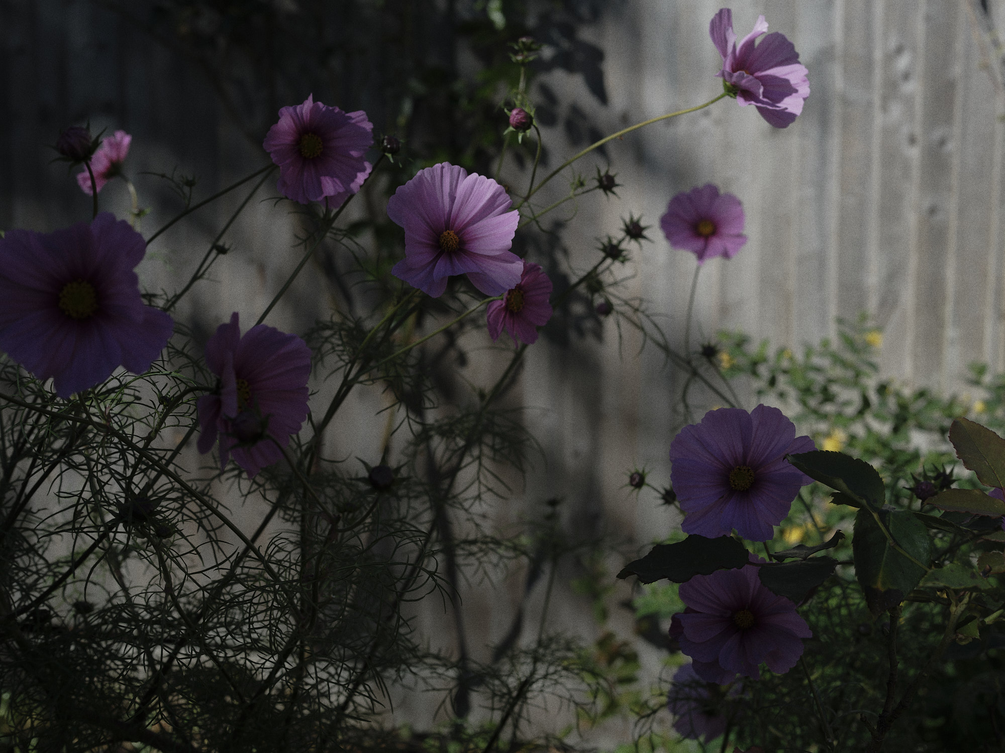 Purple cosmos flowers on slender stems in front of a pale wooden fence, with foliage in shadow.