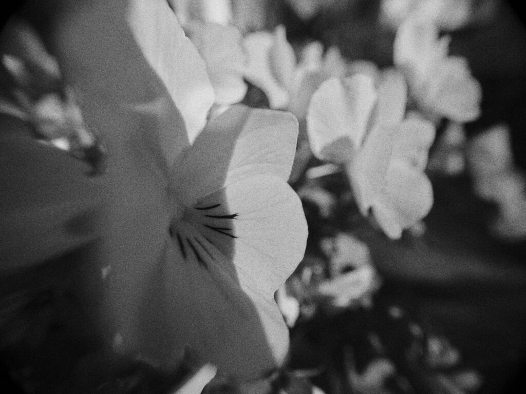 Black-and-white close-up of pale flowers with dark markings on their petals