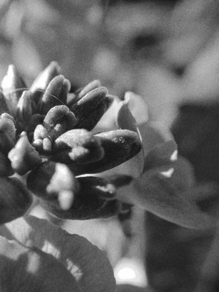 Black-and-white close-up of clustered flower buds