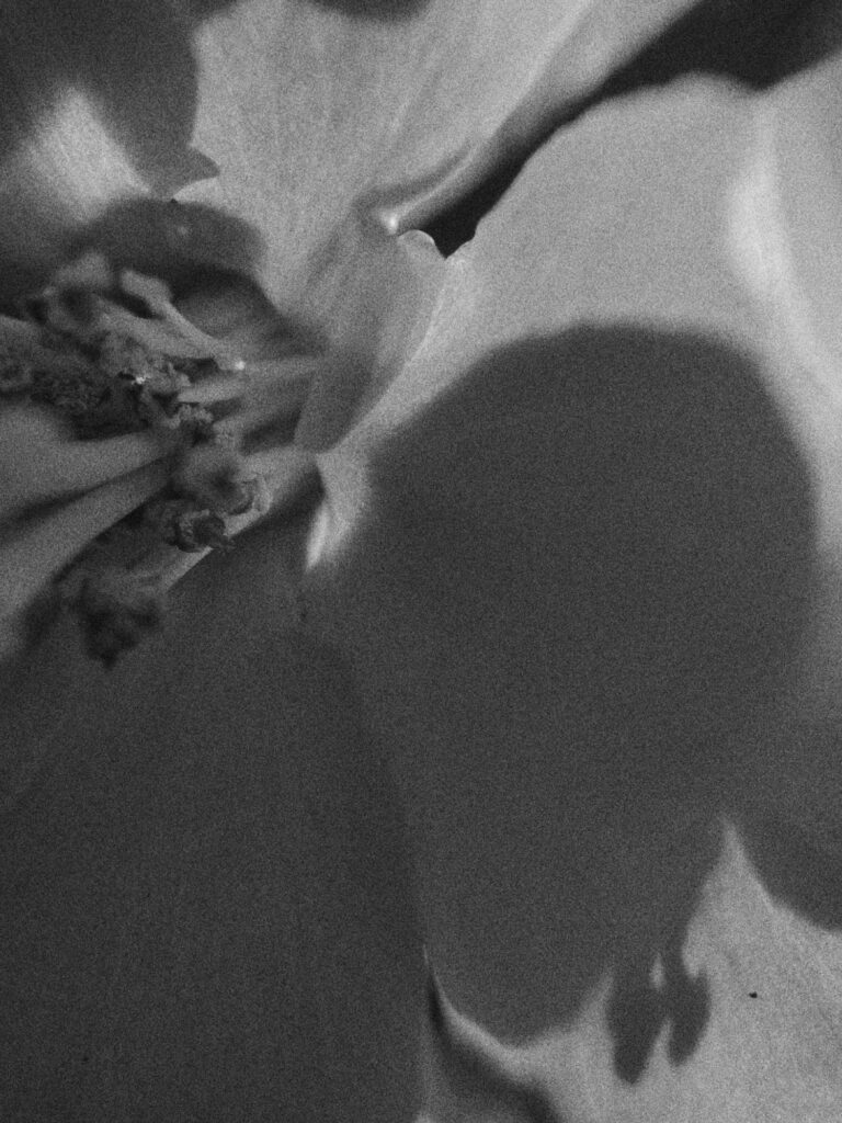 Soft-focus black-and-white close-up of a flower casting a shadow