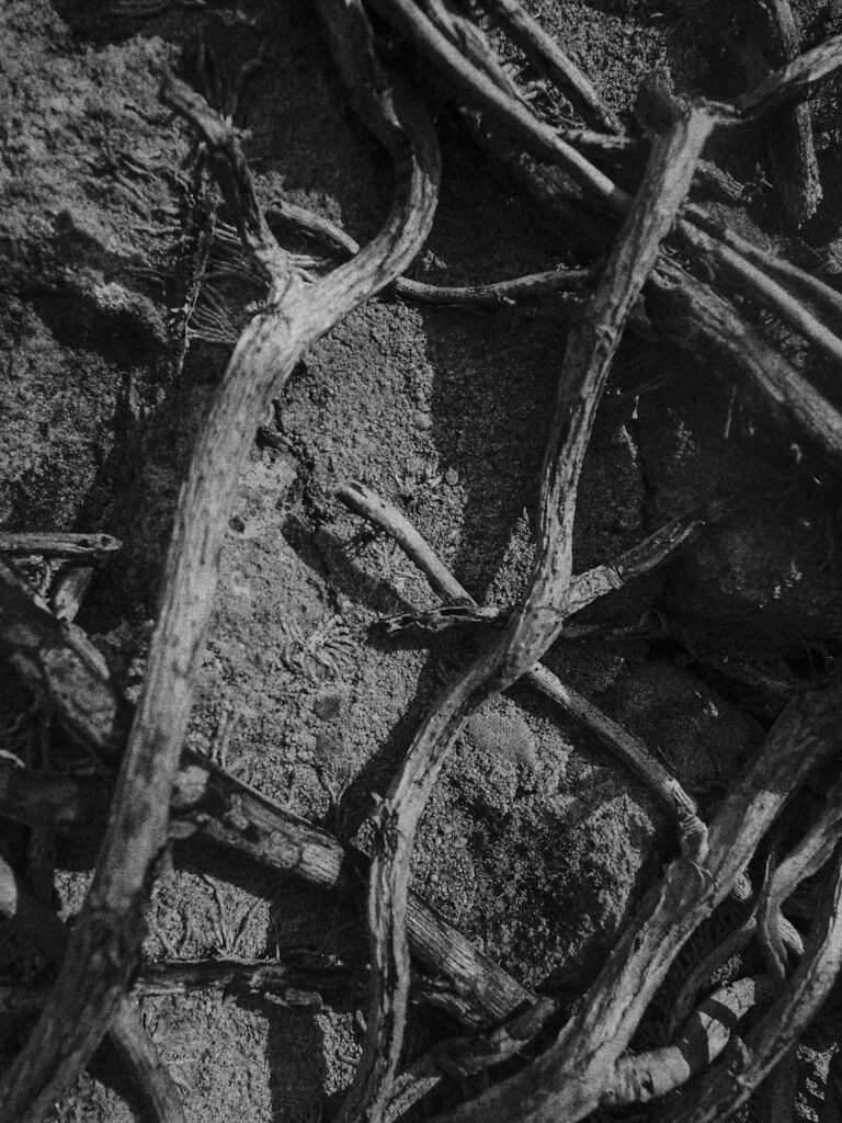 Black-and-white photograph of tangled roots against a rough wall