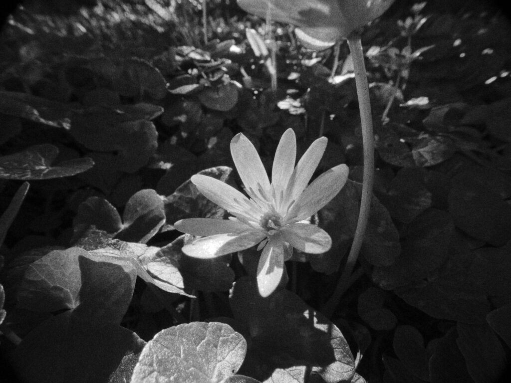 Black-and-white photograph of a pale flower among dark leaves