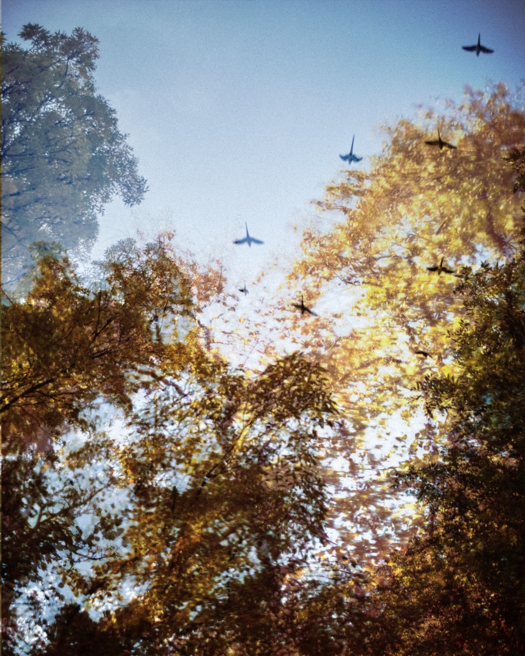 Repeated silhouettes of an aeroplane layered across blue sky above yellow and green treetops.